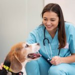 Immagine in evidenza dell'articolo: Come diventare Veterinario – La guida