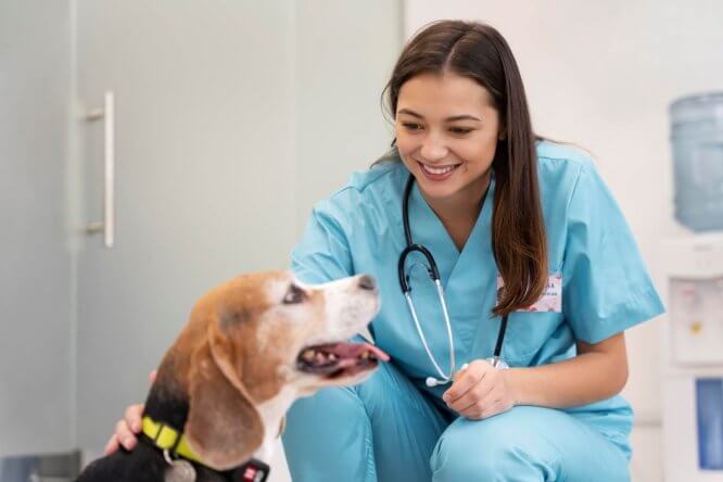Immagine in evidenza dell'articolo: Come diventare Veterinario – La guida