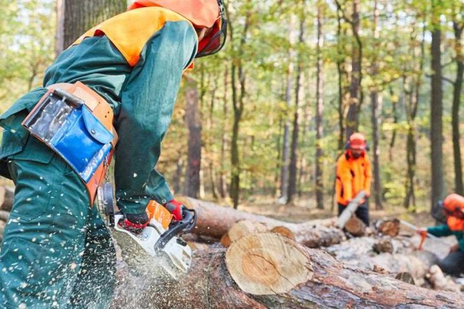 Immagine in evidenza dell'articolo: Concorsi Forestali Regione Piemonte: bandi per 11 Operai con licenza media