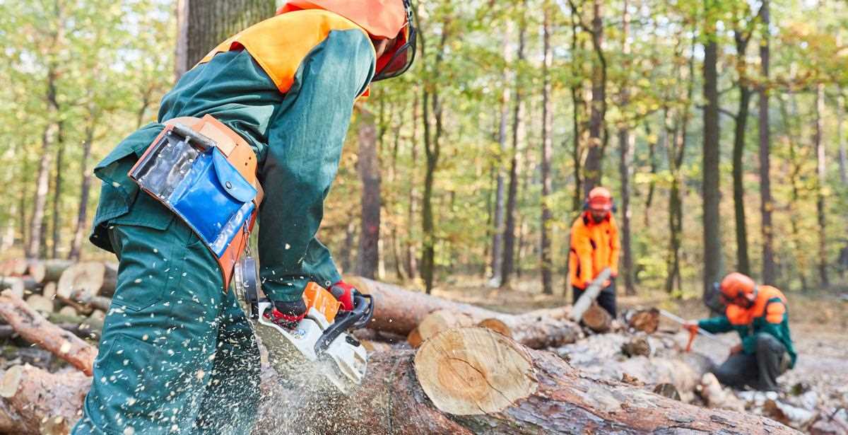 Immagine in evidenza dell'articolo: Concorsi Forestali Regione Piemonte: bandi per 11 Operai con licenza media